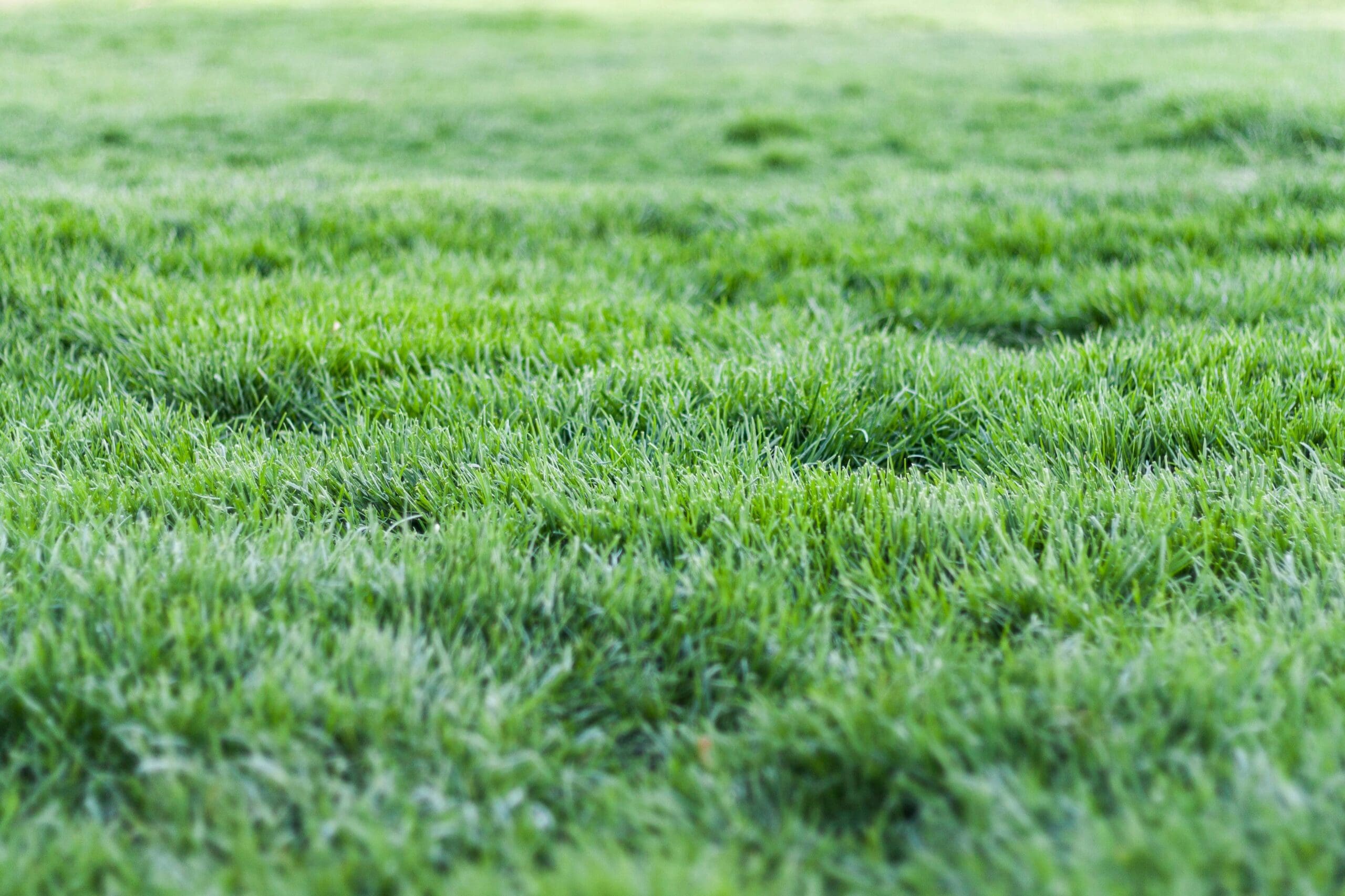 Close-up, shallow depth-of-field shot of vibrant green, healthy grass blades suggesting a well-maintained lawn or artificial turf.