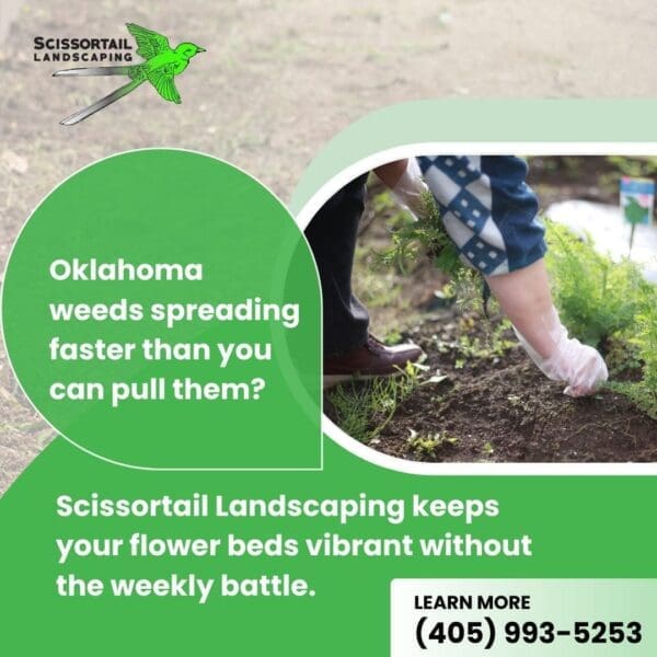 Advertisement for Scissortail Landscaping showing a person pulling weeds in a garden bed.